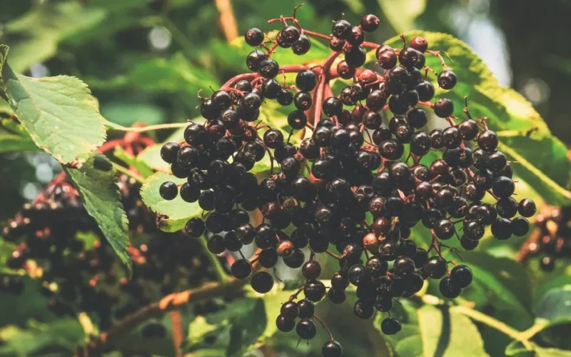 Close-up of ripe elderberries hanging on branches with lush green leaves in a sunny garden setting.