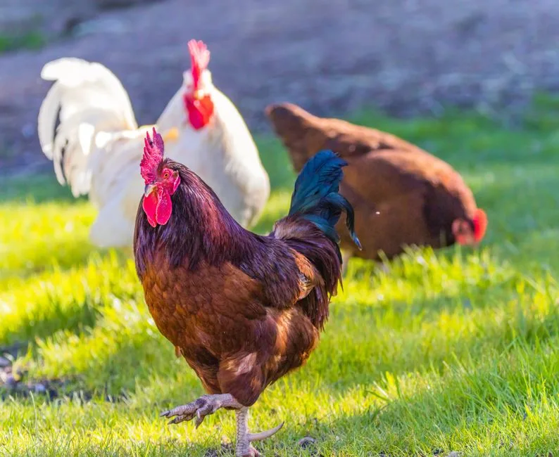 Three diverse chickens roam freely on a grassy farm, enjoying the sunny day.