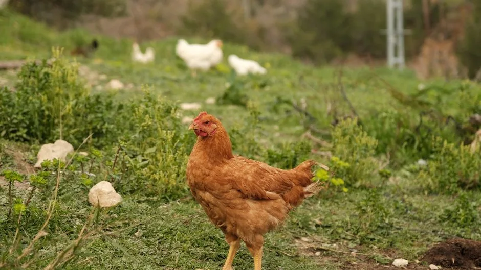 A brown hen stands in a green pasture with other chickens in the background.