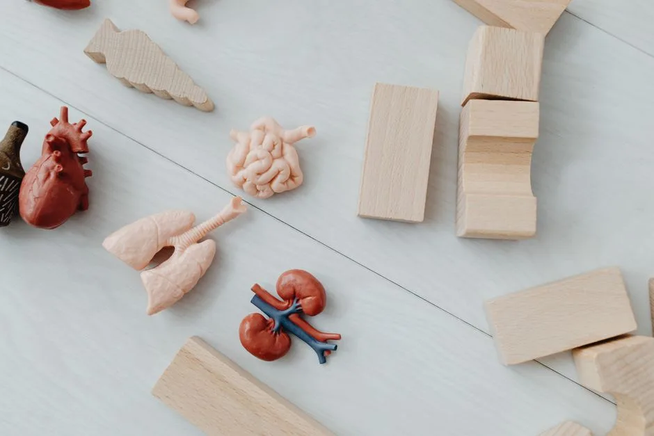 Close-up of educational anatomy toys and wooden blocks for children's learning.